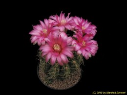 Gymnocalycium cv. Jan Suba 449